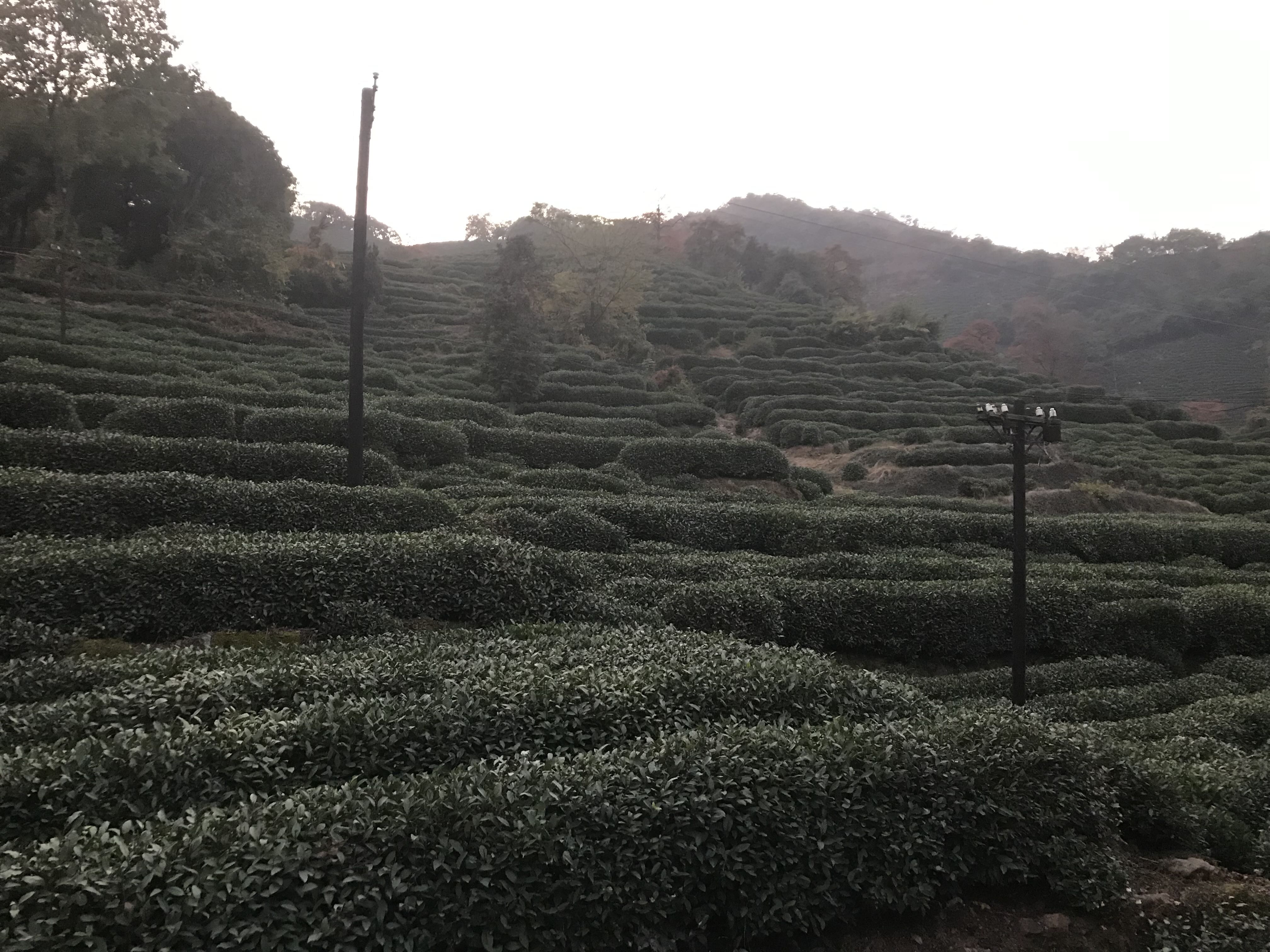 Hangzhou, 2018: The Tea Field That Started Everything