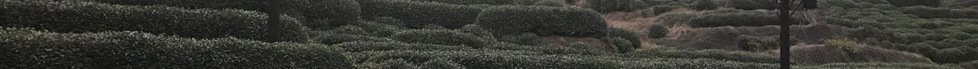 Hangzhou, 2018: The Tea Field That Started Everything
